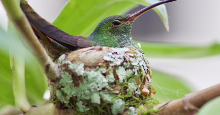 What Can I Do to Find Baby Hummingbirds