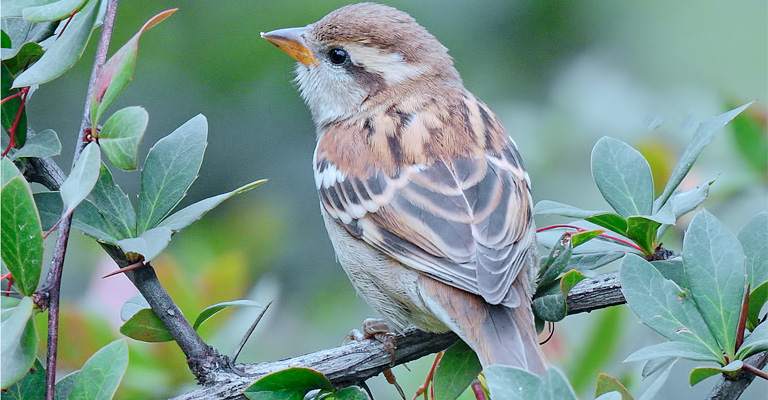 What Can We Do For Sparrow To Not Be An Endangered Bird