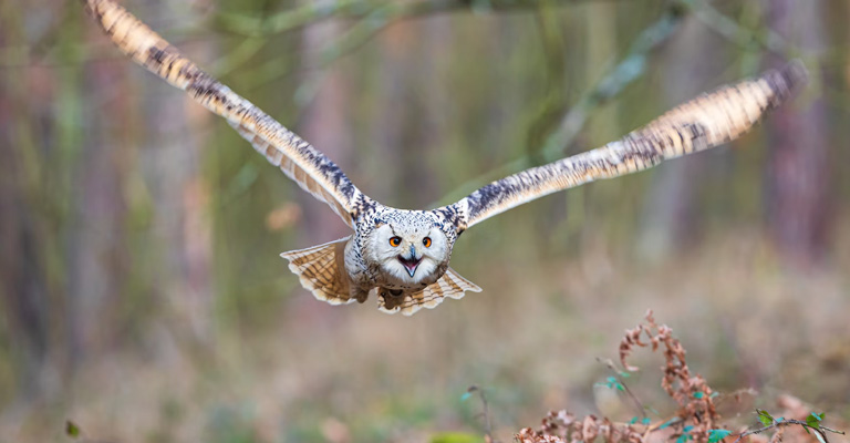 What Do Owls Do When They Are Scared