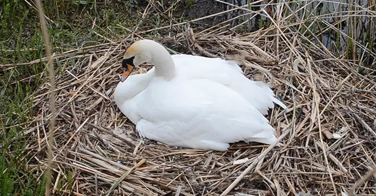 What Do Swans Do To Hatch Their Eggs