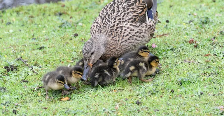 What Does A Mother Duck Feed Her Ducklings