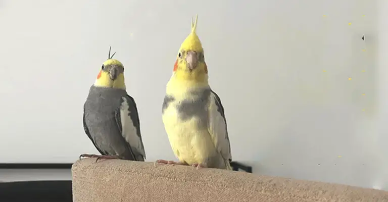 What Does My Cockatiel's 'Toot' Sound Mean