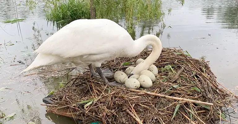 What Happens If Swan Eggs Don't Hatch