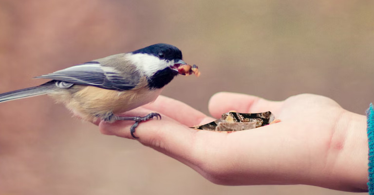 What Happens When Birds Consume Chocolate