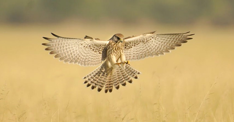 What Is A Hawk Approaching Speed