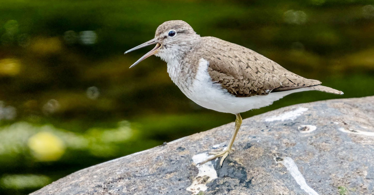 What Is The Nickname Of The Sandpiper