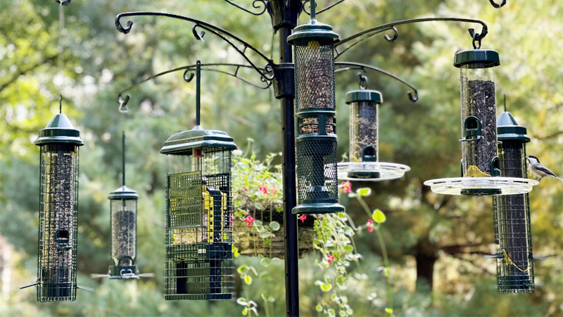 What Is the Ecological Justification for Bird Feeders
