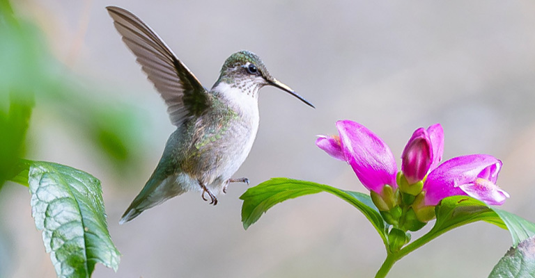 What Is the Lifespan of a Ruby-Throated Hummingbird