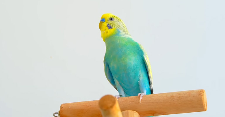 What Is the Right Climate for Parakeets