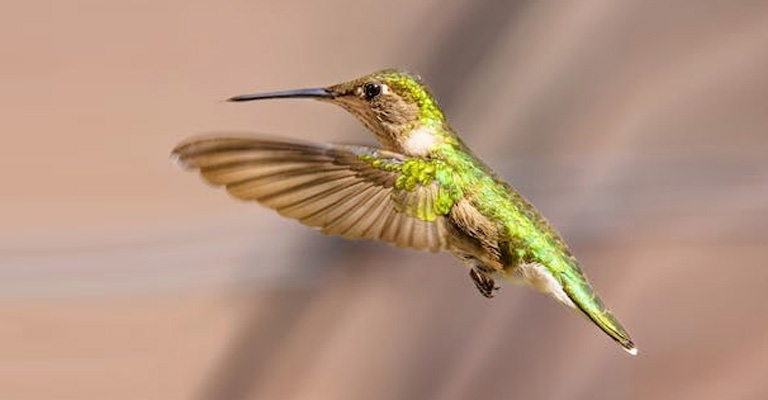 What Kind Of Features Hummingbirds like in Their House