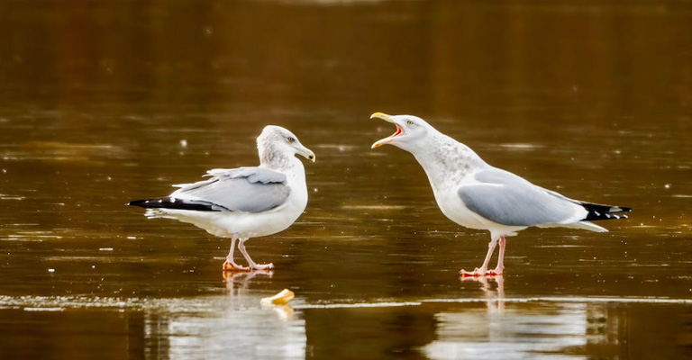 What Kind Of Music Do Birds Sing