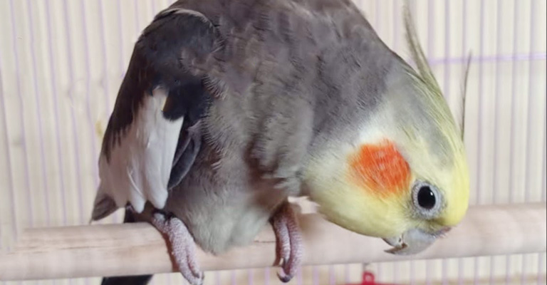 What Other Sounds Cockatiels Make