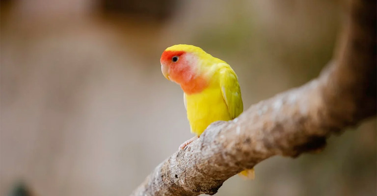 What Should I Do To Make A Single Lovebird Happy