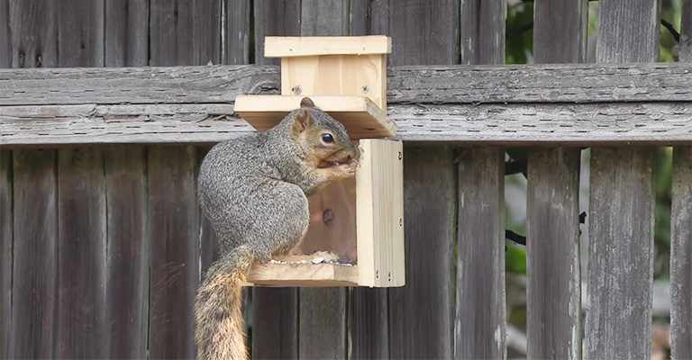 What Smells Keep Squirrels Away from Bird Feeders