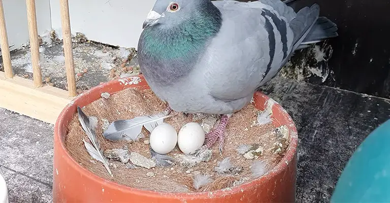 What Time Does A Pigeon Lay Eggs