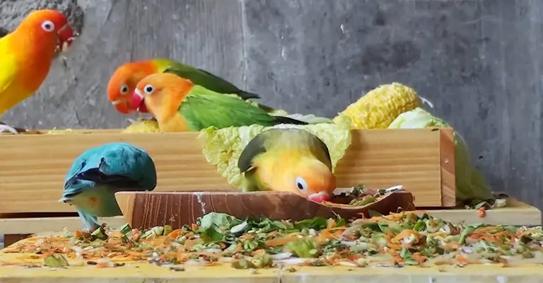 What Vegetables Are Good for Lovebirds