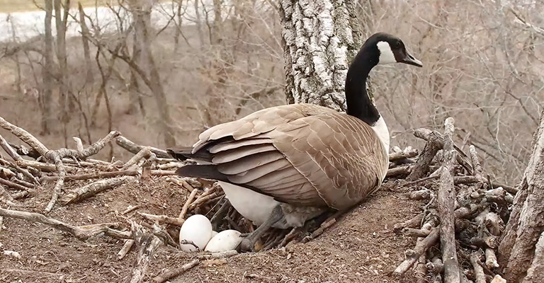 How Many Eggs Does a Goose Lay Before Sitting