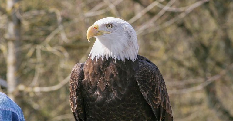 When Do the Juveniles Change To White Feathers