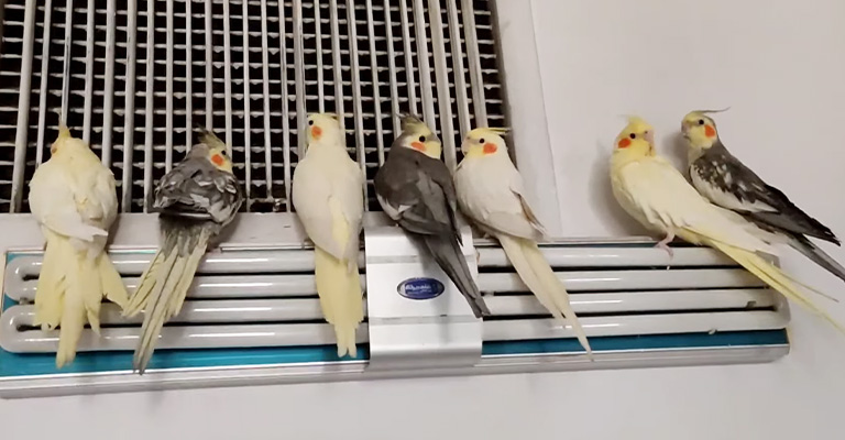 Where Can I Find Many Cockatiels
