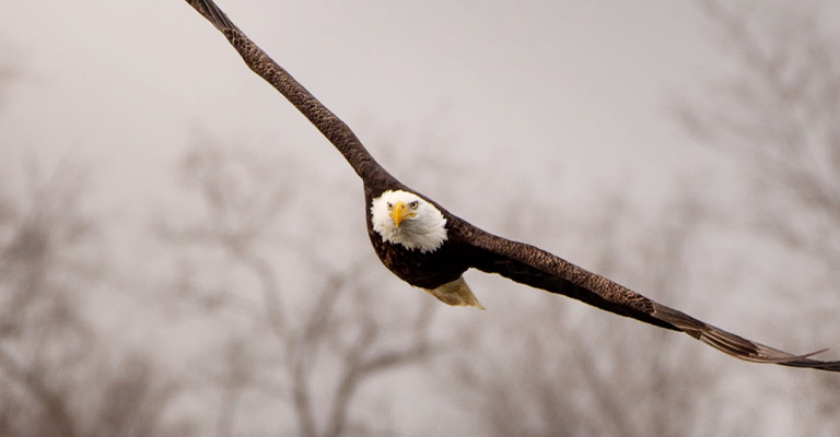 Where Do Bald Eagles Go During Winter