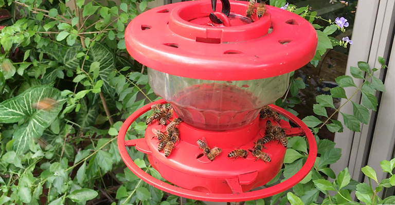 Which Useful Stuff Will Keep Yellow Jackets Away From Hummingbird Feeders