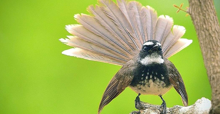 White-Browed Fantail
