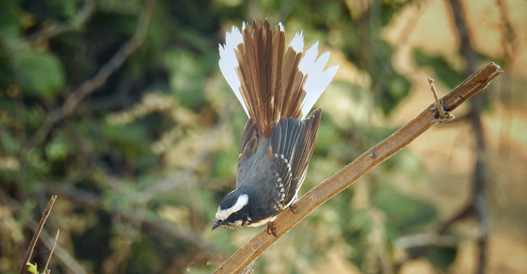 White-Browed Fantail