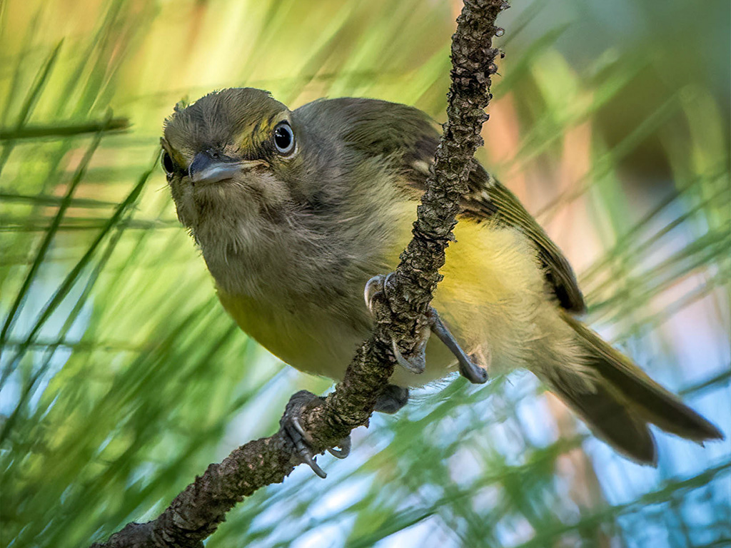 White-Eyed Vireo