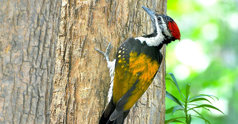 White-Naped Woodpecker