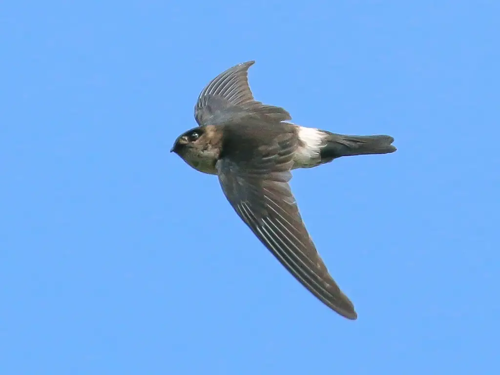 White-Rumped Swiftlet