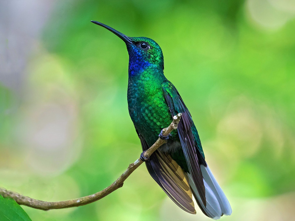 White-Tailed Sabrewing