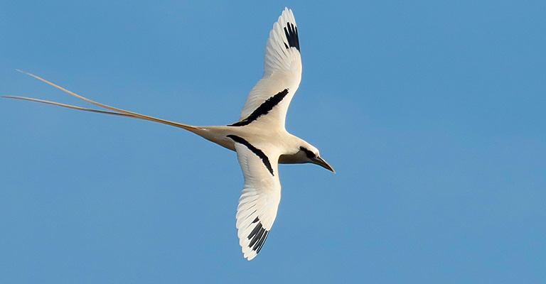 White-Tailed Tropicbird