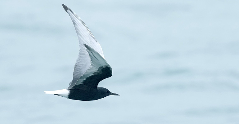 White-Winged Tern