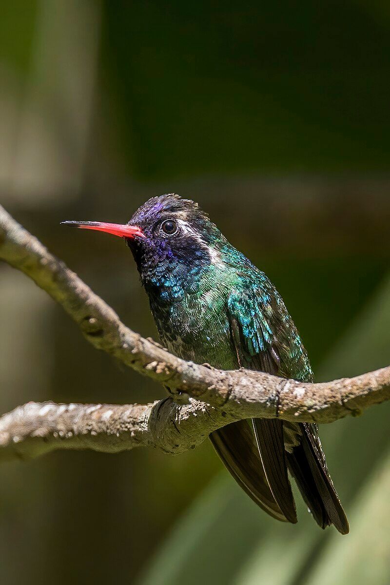 White-eared_hummingbird__18