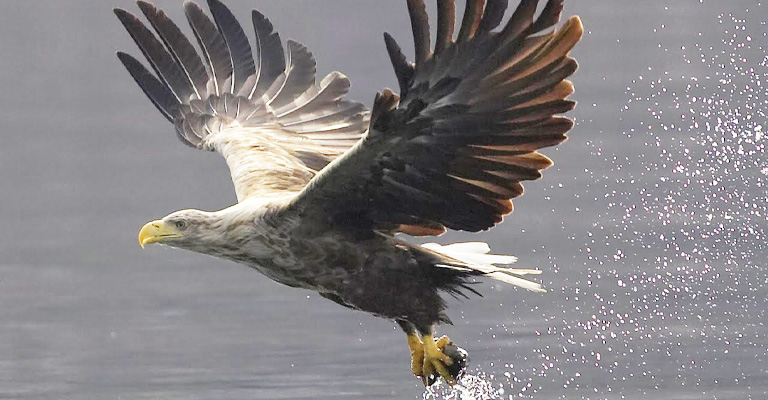 White-tailed Eagle