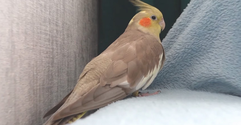 Why Are Cockatiels Tropical Birds
