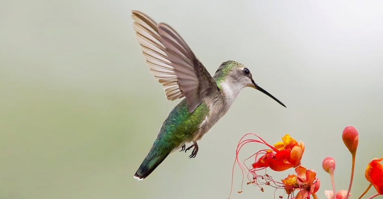 Why Are Hummingbirds' Hearts So Fast