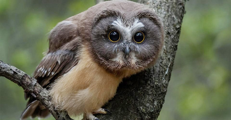 Why Are Owls Associated With Evil? Cultural Significance & Myths