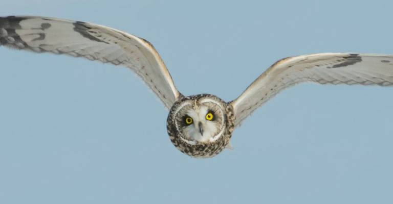 Why Are Owls Quiet When Flying