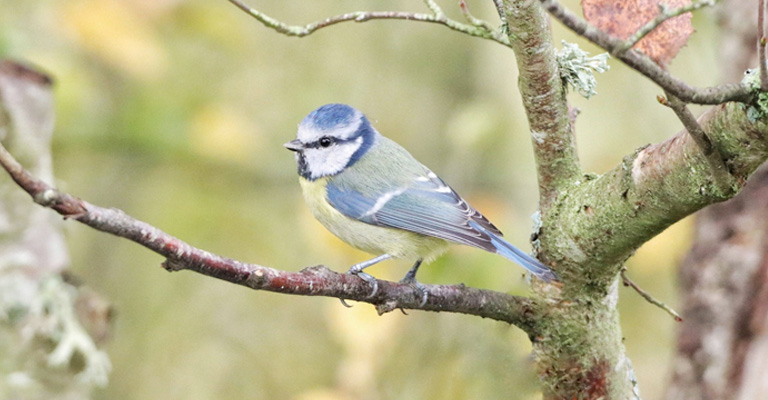 Why Birds And Their Songs Are Good For Our Mental Health