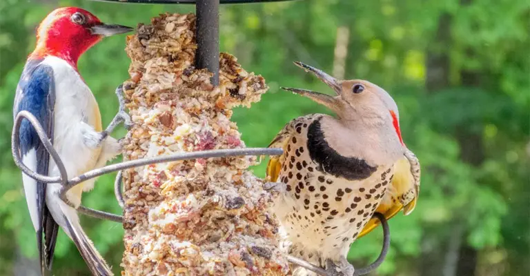 Why Birds Are Not Eating Your Suet