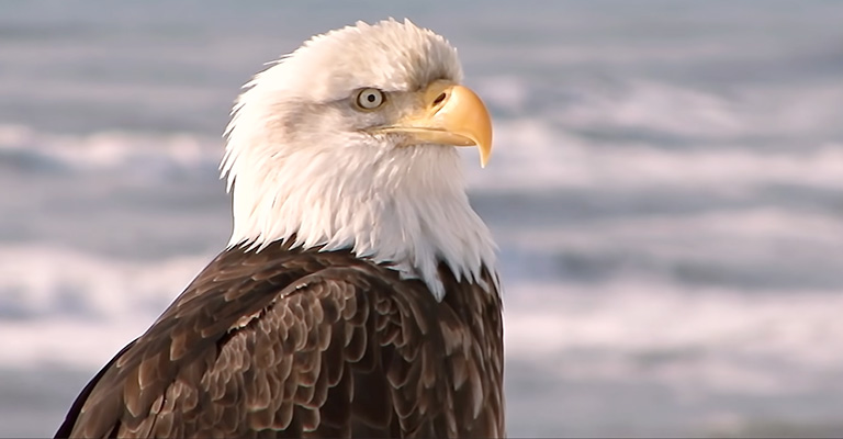 Why Do Bald Eagles Have White Heads