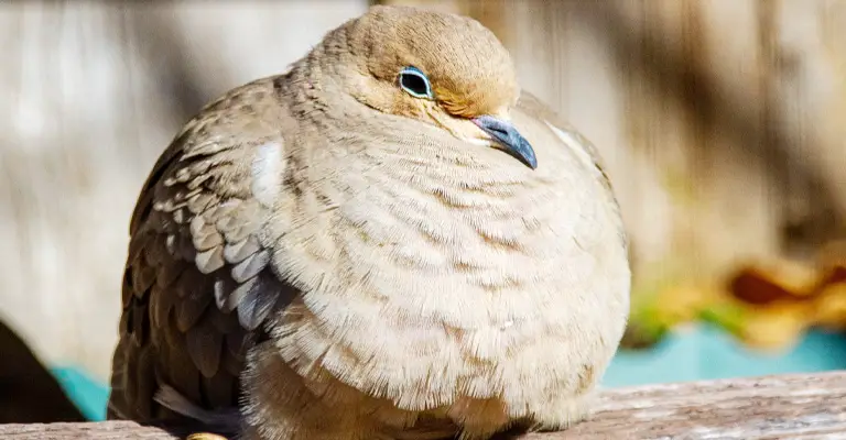 Why Do Birds Sleep One Eye Open