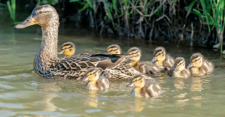 Why Do Ducklings Follow Their Mother