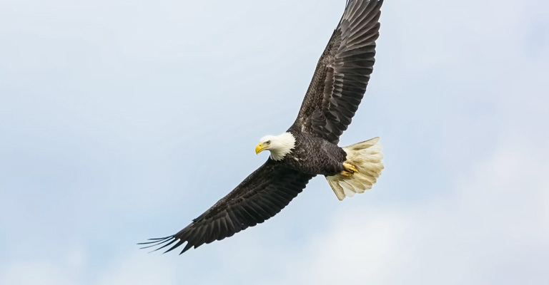 Why Do Eagles Fly So High