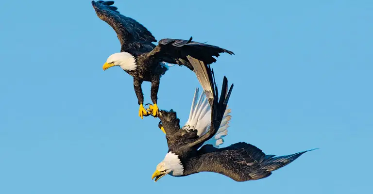 Why Do Eagles Lock Talons