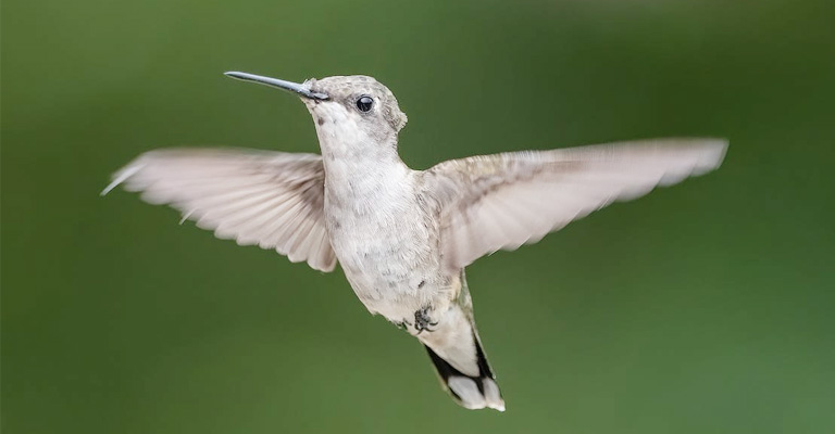 Why Do Hummingbirds Fly Backwards