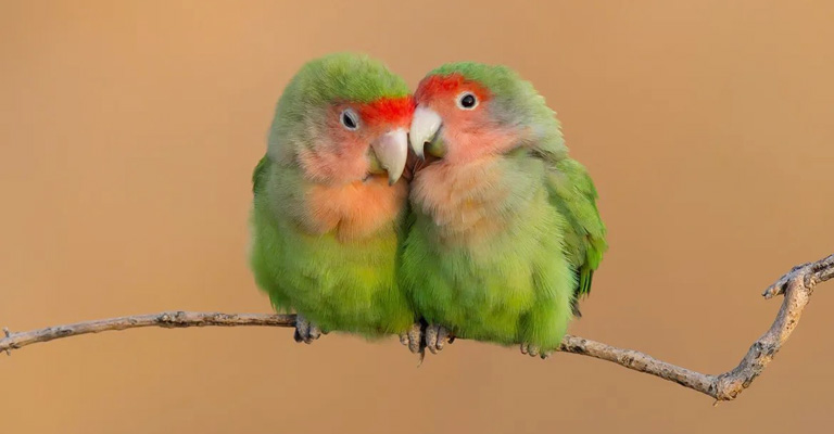Why Do Love Birds Always Live In Pairs