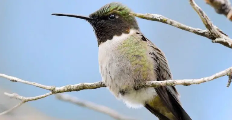 Why Do Male Hummingbirds Migrate First