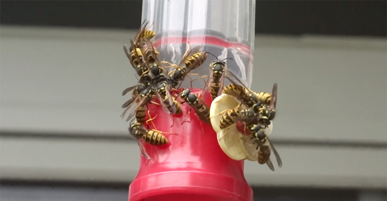 Why Do My Yellow Jackets Keep Attracting Hummingbird Feeders